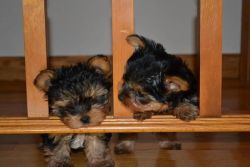 Adorable T-cup Yorkie puppies