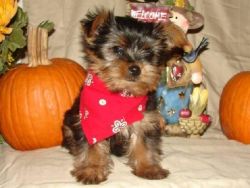 Male & Female Teacup Yorkie Pups For Sale