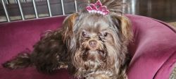 Yorkies for sale in Bay City Michigan