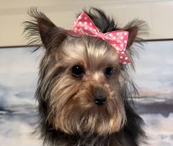 Sweet & Spunky Purebred Yorkie Available
