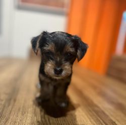 Yorkie Terrier for Sale