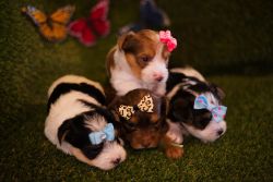 Yorkie puppy's for sell