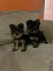 Male Yorkie’s Puppies