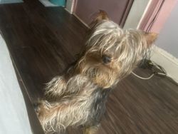 Male Yorkshire Terrier