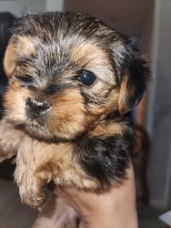 Yorkie puppies for sale 2 boys