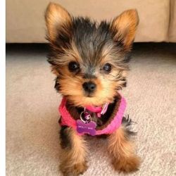 Yorkie Puppies For sale