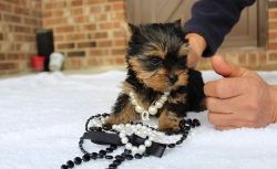 Tiny Yorkie puppies boys and girls