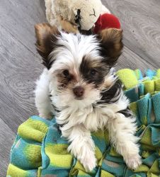 Parti Yorkie Puppies Available
