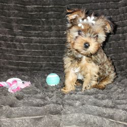 2 Female Yorkshire Terrier Looking for a loving home