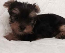 Baby Face Yorkshire Terrier Puppies For Sale