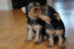 Good looking Yorkie puppies for adoption