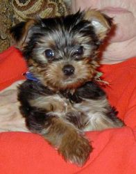 Pure-breed Yorkshire Terrier Puppies for Re-Homing