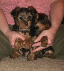Micro Teacup Yorkie Puppies Available Now!!