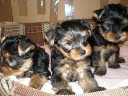 Pure-breed Yorkshire Terrier Puppies for Re-Homing