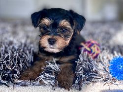 Adorable 8-Week-Old Male Yorkie: Your Perfect Furry Companion Awaits!