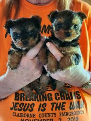 Full blooded Yorkie puppies