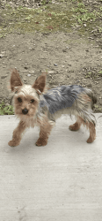 Five month old Yorky Terrier, pure breed