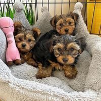 Available Yorkie 12 weeks old male and female