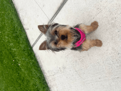Beautiful Yorkshire Terrier for adoption