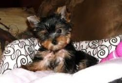 T- Cup Male Yorkie , for that special love one.
