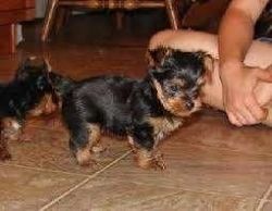 yorkshire terriers - tiny, tiny, tiny!!!!!