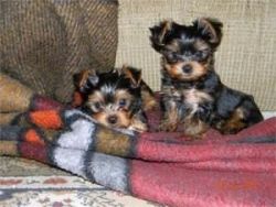 Cute Teacup Yorkies Puppies!!!(xxx) xxx-xxx2