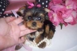 Cute AKC Female and Male TeaCup Yorkie Puppies