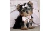 tea Cup yorkie puppies for free