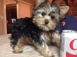 male and female Teacup Yorkie puppies