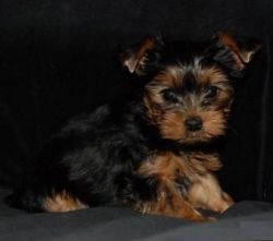Absolutely Adorable MORKIE Puppies