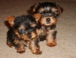 Male and Female Yorkshire Terrier Puppies