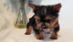 Tea Cup Yorkshire Terrier Puppies For Sale