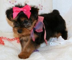 Playful Yorkie Puppies we need a good home