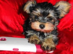 yorky puppy for sale