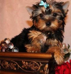 Sweet Yorky puppies for new homes