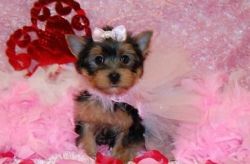 Cute Yorkie Puppies to give out .