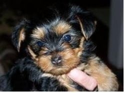 yorkie puppies available.