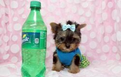 Female Yorkshire Terrier Puppy needs a home.