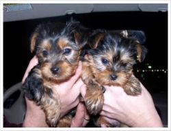 2 Teacup Yorkie Puppies for Pets Loving Homes