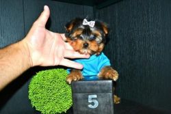 Teacup Yorkie Puppies for adoption!!