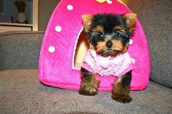 Two Gorgeous Teacup Yorkie Puppies