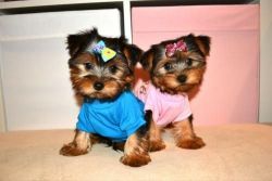Two Cute Teacup Yorkie Puppies