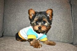 Teacup Yorkie Puppies for New Homes