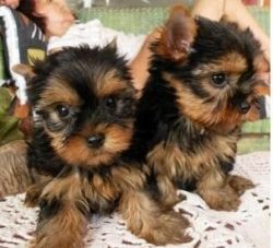 Outstanding Yorkie Puppies for New Homes!