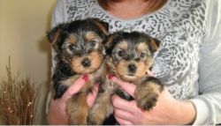 Adorable Yorkshire terrier puppies