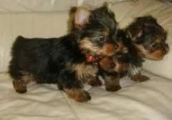Lovely Male and Female Yorkies