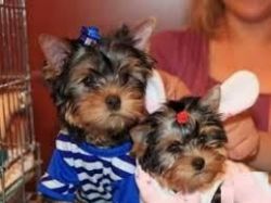Playful Yorkie Puppies Ready To Go