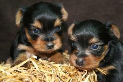 Healthy Yorkie Puppies For Adoption