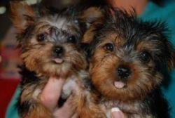 YORKIE PUPPIES FOR SALE
