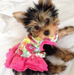 adorable lovely yorkie puppies